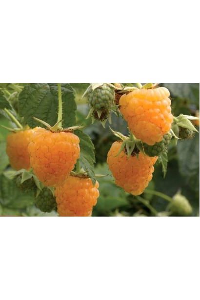 Rubus idaeus Yaroslavna